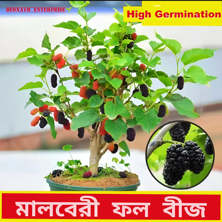 Red And Black Sweet Mulberry Seeds - 20+ Pcs Seeds