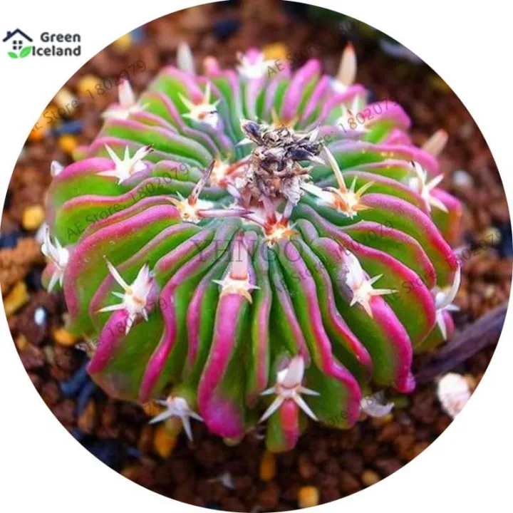 10%20Pcs%20Lithops%20Flores%20Succulent%20Seeds%20-%2010%20Pcs%20Seeds%20-%20Image%203