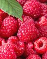 100 Pcs Global Giant Raspberry Fruit Tree Seeds. 