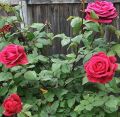 Rose Tree Rose-red Perenial Flower Seeds - 30 Pcs Seeds.