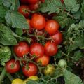 Cherry Tomato Red Color -40pcs Seed F1 Hybrid.