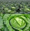 Cabbage Seeds badha kopi 50+ psc seeds.