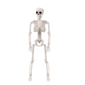 1 Piece Halloween Skeletons Decorations Posable Plastic Skeleton Full Body Skeleton with Movable Joints White.