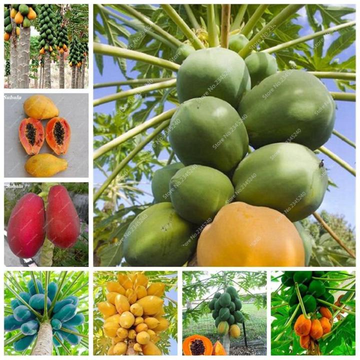 True Japanese Papaya Tree Organic Carica Papaya Bonsai for Garden Vegetable Fruit Plants 10 Pcs Seeds