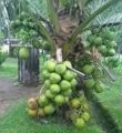 Vietnam Hybrid Coconut  Tree- 1 piece. 