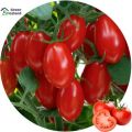 All Season Climbing Red Tomato Bonsai Seeds - 30 Pcs Seeds. 