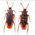 05 piece Funny Trick Joke Toys 4*1.8cm Model Simulation Fake Rubber Cockroach Cock Roach Bug Roaches Toy Prank. 