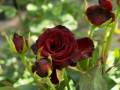 Hybrid Black Ruby Roses Flower SeedS- 25 Pcs Seeds. 