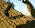 GC Fake Realistic Snake Lifelike Real Scary Rubber Toy Prank Party Joke Halloween. 