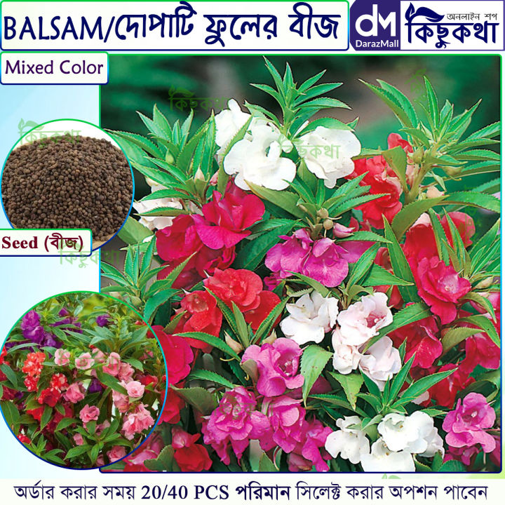 দোপাটি / Balsam Flower Seed - 20/40 pcs Mixed Colo For All Season Imported Hybrid Seed - দোপাটি ফুলের বীজ মিক্সড কালার