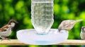 Bird Water Pot Stand Without Bottle For All Birds. 