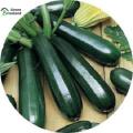 Zucchini Squash Seeds - 10 Pcs Seeds(Global Seeds). 