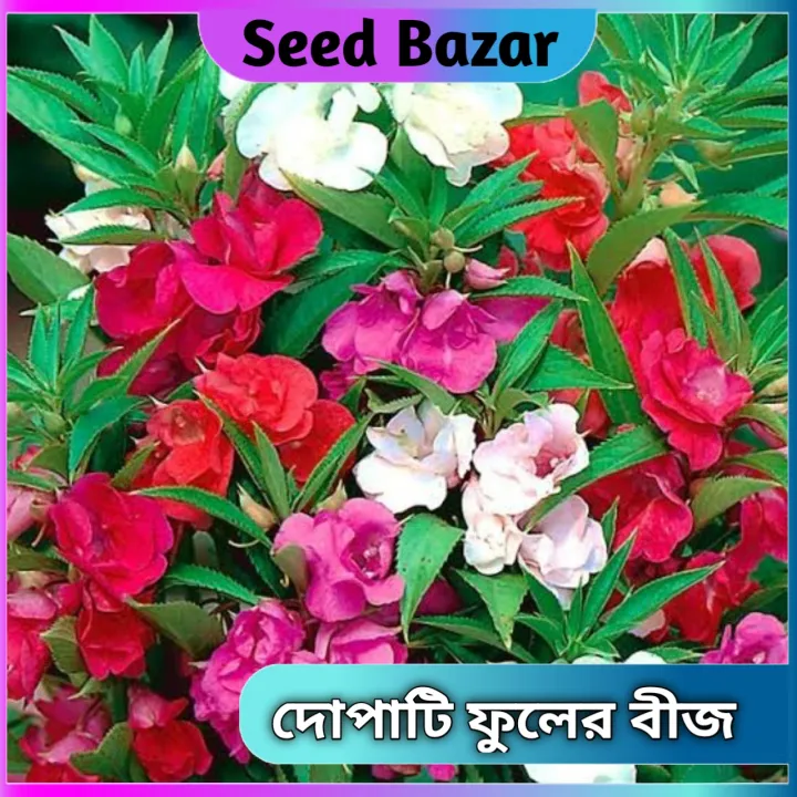Dopati%20flower%20seeds%2050%20pice%20+%20gift%20-%20Image%202