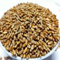 Red Wheat For birds Foods - 1KG. 