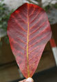 Kath Badam Seeds (Almond Seeds) 10pcs. 