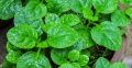 পুইশাক বীজ / 08 gm Puisak Seed All Season Hybrid (500pcs+ Seed).