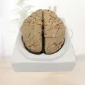 Human Brain Model Simulation 8-Part PVC Life-size Anatomy Teaching Tool for Classroom. 