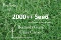 Bermuda Grass Seeds - 6g+- 2000++ Seed - Grass Carpet, Biji Benih Rumput Bermuda, Bermuda Turf Seeds - Mango Garden Seeds. 