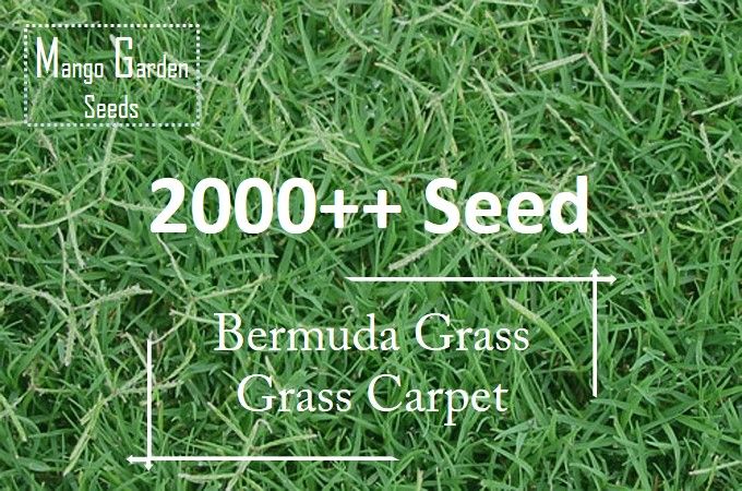 Bermuda%20Grass%20Seeds%20-%206g+-%202000++%20Seed%20-%20Grass%20Carpet,%20Biji%20Benih%20Rumput%20Bermuda,%20Bermuda%20Turf%20Seeds%20-%20Mango%20Garden%20Seeds%20-%20Image%203