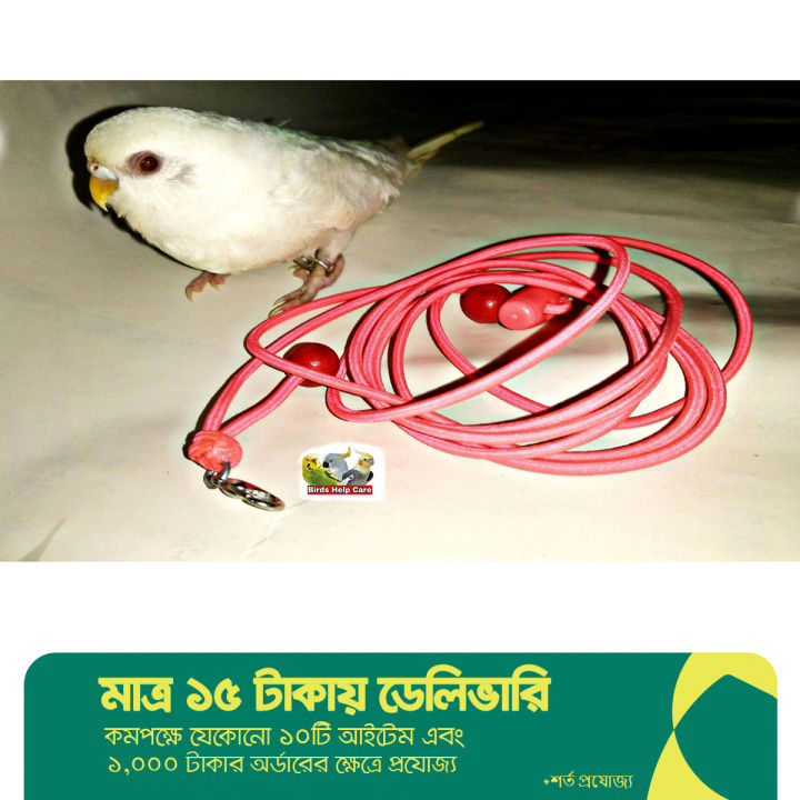 Leg%20chain%20for%20taming%20birds%20with%20long%20harness%20-%20Image%202