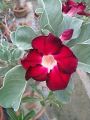 Duble Red Petal Adenium Seeds 3 PiceS Seeds.
