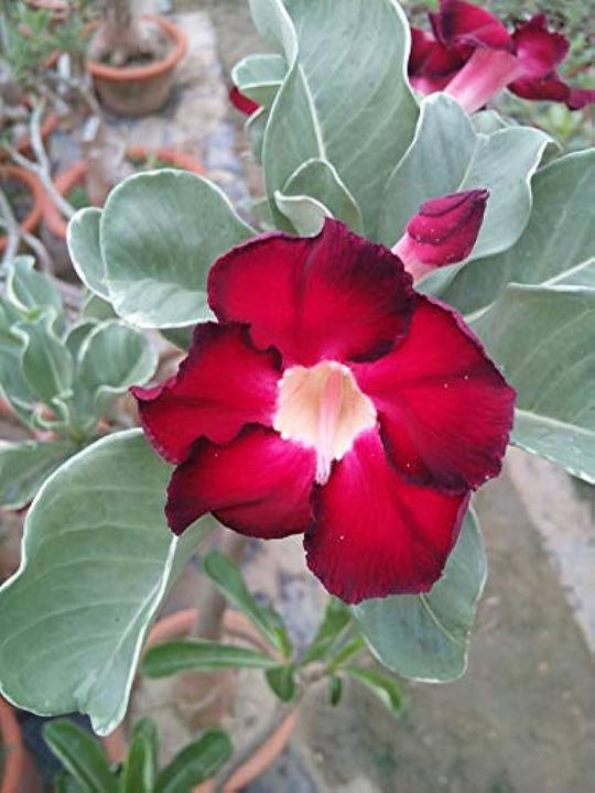 Duble%20Red%20Petal%20Adenium%20Seeds%203%20PiceS%20Seeds%20-%20Image%203