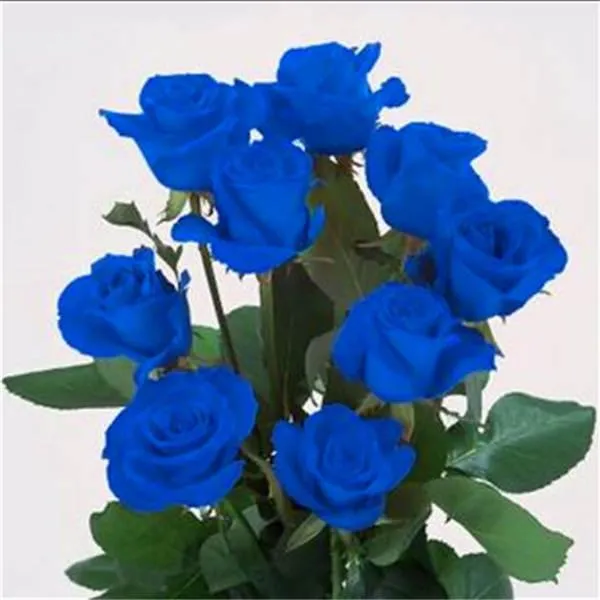 100%20%E0%A6%AA%E0%A6%BF%E0%A6%B8%20%E0%A6%AC%E0%A6%BF%E0%A6%B0%E0%A6%B2%20%E0%A6%B9%E0%A6%B2%E0%A7%8D%E0%A6%AF%E0%A6%BE%E0%A6%A8%E0%A7%8D%E0%A6%A1%20%E0%A6%B0%E0%A7%87%E0%A6%87%E0%A6%A8%E0%A6%AC%E0%A7%8B%20%E0%A6%97%E0%A7%8B%E0%A6%B2%E0%A6%BE%E0%A6%AA%20%E0%A6%AB%E0%A7%81%E0%A6%B2%20%E0%A6%AC%E0%A6%A8%E0%A6%B8%E0%A6%BE%E0%A6%87%20%E0%A6%B9%E0%A7%8B%E0%A6%AE%20%E0%A6%97%E0%A6%BE%E0%A6%B0%E0%A7%8D%E0%A6%A1%E0%A7%87%E0%A6%A8%20%E0%A6%AC%E0%A6%BF%E0%A6%B0%E0%A6%B2%20%E0%A6%AB%E0%A7%81%E0%A6%B2%E0%A7%87%E0%A6%B0%20%E0%A6%97%E0%A6%BE%E0%A6%9B%2024%20%E0%A6%B0%E0%A6%99%E0%A7%87%E0%A6%B0%20%E0%A6%B0%E0%A7%87%E0%A6%87%E0%A6%A8%E0%A6%AC%E0%A7%8B%20%E0%A6%97%E0%A7%8B%E0%A6%B2%E0%A6%BE%E0%A6%AA,%20%E0%A6%97%E0%A7%8B%E0%A6%B2%E0%A6%BE%E0%A6%AA%20%E0%A6%AB%E0%A7%81%E0%A6%B2%E0%A7%87%E0%A6%B0%20%E0%A6%9A%E0%A6%BE%E0%A6%B0%E0%A6%BE%20-%20Image%206