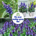"Blue Salvia Flowers Seeds-(15 Piece)". 