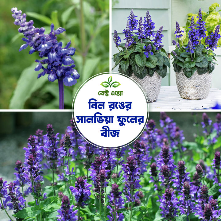 "Blue Salvia Flowers Seeds-(15 Piece)"