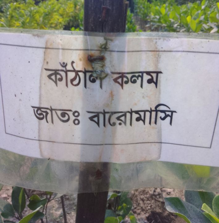(Baro%20mashi%20kathal%20gach)%20-%20All%20Season%20Jackfruit%20Tree%20Shah%20Agro%20Farm%20Garden%20Plants%20-%20Image%203