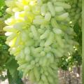 20 Pcs Rare Long Green Grape Organic Fruit Natural Grapes Seeds Tob Terrace For Home Garden. 