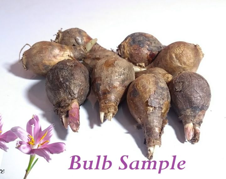 Rain%20Lily%20Flower%20Bulb%20-%20%E0%A6%B0%E0%A7%87%E0%A6%87%E0%A6%A8%20%E0%A6%B2%E0%A6%BF%E0%A6%B2%E0%A6%BF%20%E0%A6%AB%E0%A7%81%E0%A6%B2%E0%A7%87%E0%A6%B0%20%E0%A6%AC%E0%A7%8D%E0%A6%AF%E0%A6%BE%E0%A6%9A%E0%A7%81%E0%A7%9F%E0%A6%BE%E0%A6%B0%20%E0%A6%AC%E0%A6%BE%E0%A6%B2%E0%A7%8D%E0%A6%AC/%20%E0%A6%95%E0%A6%A8%E0%A7%8D%E0%A6%A6/%E0%A6%AC%E0%A6%A1%20%E0%A6%AC%E0%A7%80%E0%A6%9C%20-%20%E0%A6%AE%E0%A6%BF%E0%A6%95%E0%A7%8D%E0%A6%B8%20%E0%A6%95%E0%A6%BE%E0%A6%B2%E0%A6%BE%E0%A6%B0%20-%20Image%206