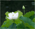 Thai All Season White Lotus Flower / Water Lily SeedS - 5 Pcs SeedS*.