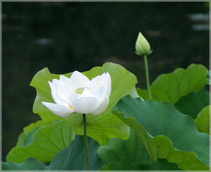 %C2%A0Thai%20All%20Season%20White%C2%A0Lotus%20Flower%20/%20Water%20Lily%20SeedS%C2%A0-%205%20Pcs%20SeedS*%20-%20Image%203