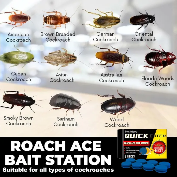 Fast%20Killer%20Cockroach%20Bait%20Gel%20fast%20killer%20Gel%20Cockroach%20Killer%208%20Piece%20Powerful%20Roach%20Control%20Gel%20for%20Kitchen%20&%20Washroom%20%7C%20Fast-Acting,%20Easy%20to%20Use,%20Long-Lasting%20Formula%20%7C%20Gel-Coated%20Cockroach%20Killing%20Gel%20%7C%20Say%20Goodbye%20to%20Roaches%20Instantly%20-%20Image%203