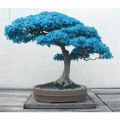 Natural Chinese Rare Blue Maple Bonsai Tree Seeds - 20 Pcs Seeds.
