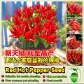Thai Hybrid Spaicy Red Hot Pepper Seeds - 30+ Pcs Seeds.