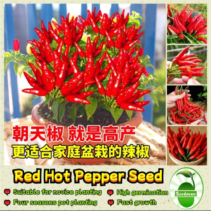 Thai Hybrid Spaicy Red Hot Pepper Seeds - 30+ Pcs Seeds