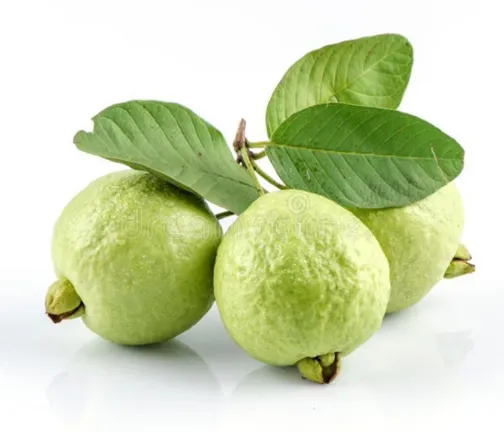 Deshi%20Guava%20Seed%20(%E0%A6%AA%E0%A7%87%E0%A6%AF%E0%A6%BC%E0%A6%BE%E0%A6%B0%E0%A6%BE%20%E0%A6%AC%E0%A7%80%E0%A6%9C-%20%E0%A7%A8%E0%A7%A6%20%E0%A6%AA%E0%A6%BF%E0%A6%B8)%20%E2%80%8D%20-%20Image%202