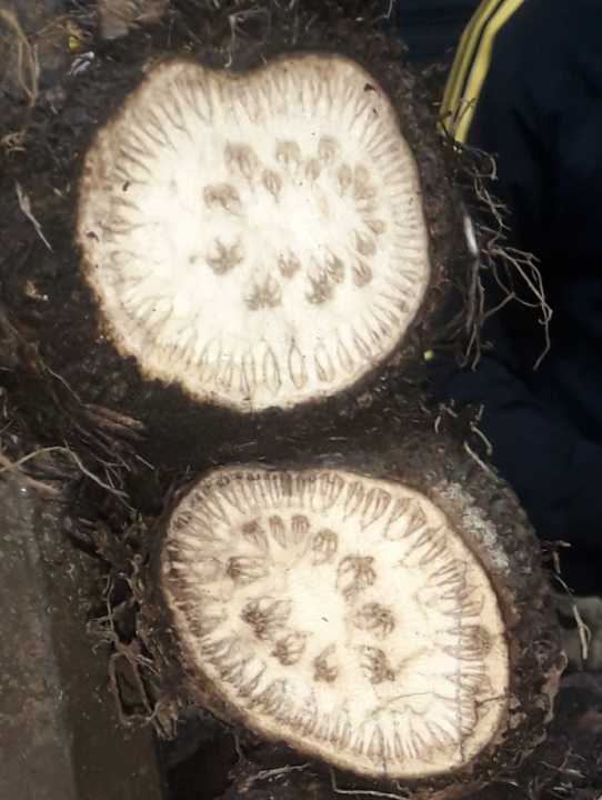 Big Size Deshi Chui Jhal (Middle Part) Khulna Chuijhal 2 kg | Daraz.com.bd