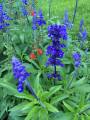 "Blue Salvia Flowers Seeds-(15 Piece)". 