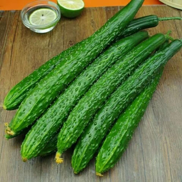 【New-store】 Good Quality BIJI BENIH TIMUN Cucumber for Sale Organic ...