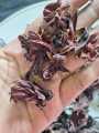 Roselle Flower Tea/Hibiscus Tea/চুকাই ফুলের চা-50g. 
