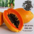 Papaya Red Lady F1 Hybrid -25 pcs Seed. 