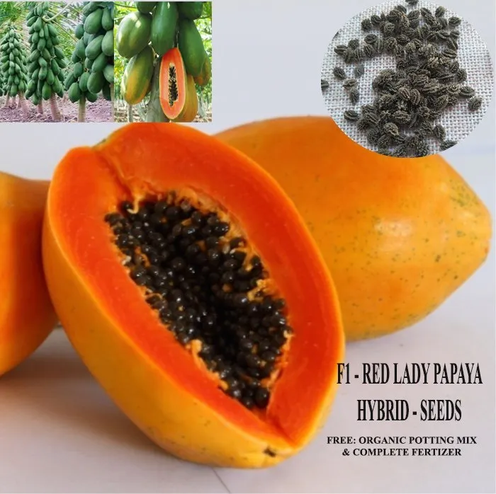 Papaya%20Red%20Lady%20F1%20Hybrid%20-25%20pcs%20Seed%20-%20Image%204