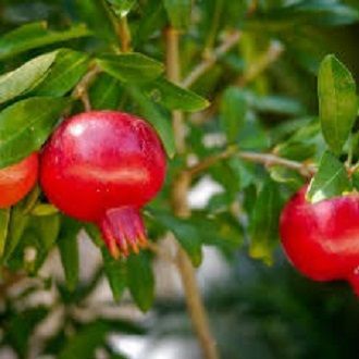 Sweet%20Pomegranate%20Bonsai%20Seeds%20-%2020%20Pcs%20Seeds%20-%20Image%203
