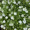 জিপসি / Gypsy Flower Seed - 50/100+ pcs White Color Gypsy Flower Seed All Season - সাদা রঙ এর জিপসি ফুলের বীজ.