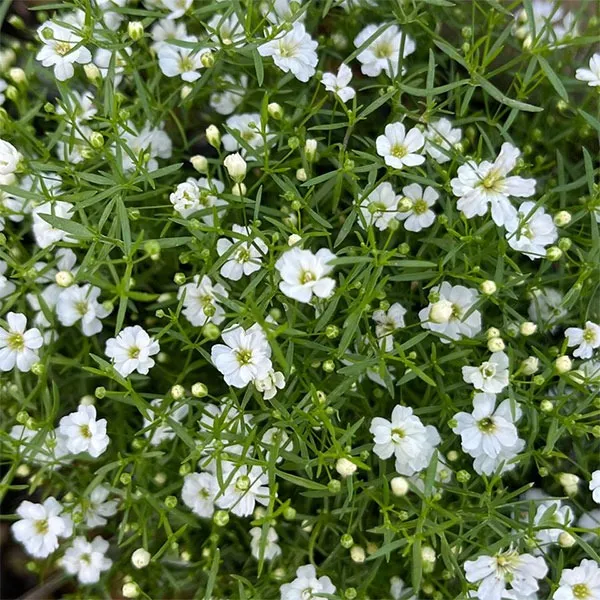 %E0%A6%9C%E0%A6%BF%E0%A6%AA%E0%A6%B8%E0%A6%BF%20/%20Gypsy%20Flower%20Seed%20-%2050/100+%20pcs%20White%20Color%20Gypsy%20Flower%20Seed%20All%20Season%20-%20%E0%A6%B8%E0%A6%BE%E0%A6%A6%E0%A6%BE%20%E0%A6%B0%E0%A6%99%20%E0%A6%8F%E0%A6%B0%20%20%E0%A6%9C%E0%A6%BF%E0%A6%AA%E0%A6%B8%E0%A6%BF%20%E0%A6%AB%E0%A7%81%E0%A6%B2%E0%A7%87%E0%A6%B0%20%E0%A6%AC%E0%A7%80%E0%A6%9C%20-%20Image%203