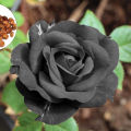 Black Rose Flowers seeds 16pics + Gift. 