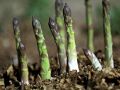 Global Asparagus Vegetable Seeds - 15 pcs Seeds. 